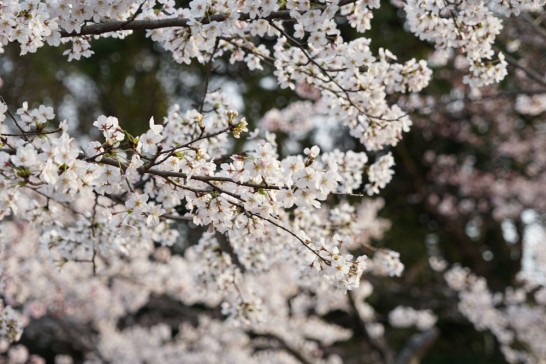 田川市　丸山公園　桜